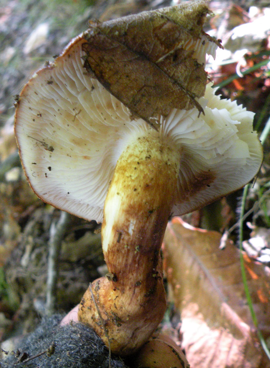 Tricholoma fracticum?